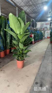 高度120厘米天堂鸟