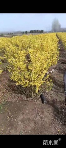 高度120厘米连翘