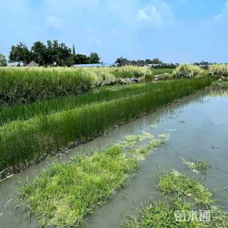 高度30厘米莎草