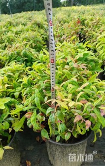 高度25厘米火焰南天竹