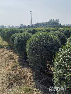 高度100厘米水蜡球
