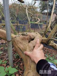 13公分造型紫薇