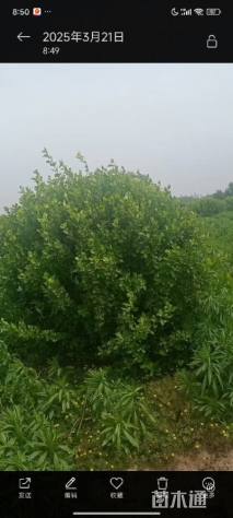 冠幅160厘米卫矛球