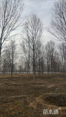 12公分美国红枫