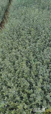 高度30厘米六月雪