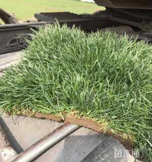 草卷状百慕大草