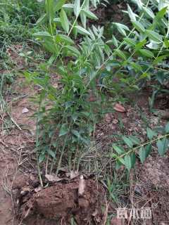 高度30厘米连翘