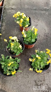 高度10厘米角堇