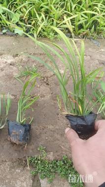 高度15厘米吉祥草