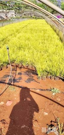 高度25厘米金叶石菖蒲