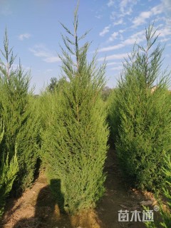 高度180厘米蜀桧