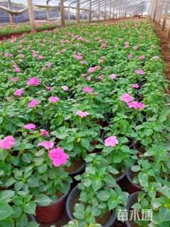 高度15厘米非洲凤仙