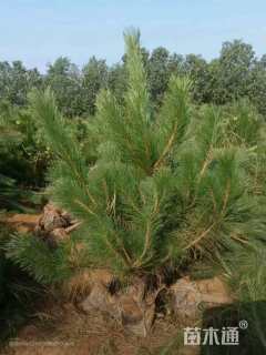 高度120厘米油松