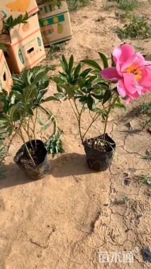 高度20厘米芍药