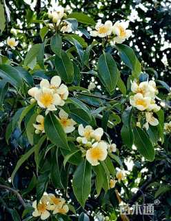 高度40厘米木荷小苗