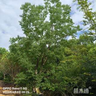 20公分(1杆)丛生乌桕