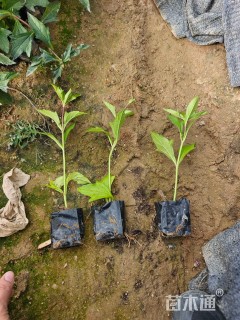 高度25厘米蟛蜞菊