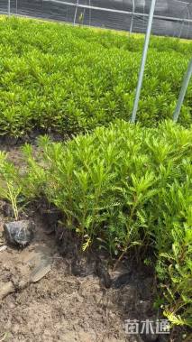 高度35厘米黄金菊