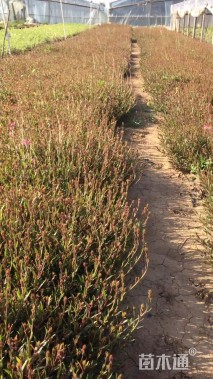 高度25厘米山桃草