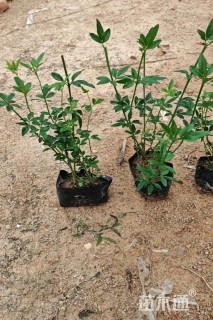 高度25厘米迎春花