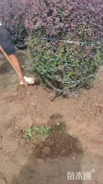 高度100厘米红叶小檗