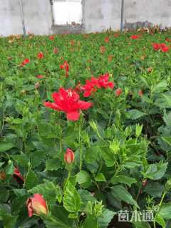 高度40厘米扶桑