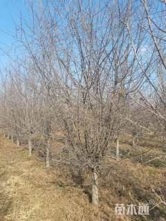 10公分垂丝海棠