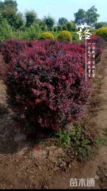 冠幅80厘米紫叶小檗球