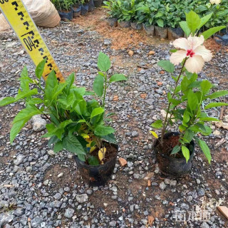 高度30厘米朱槿