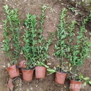 高度58厘米大叶黄杨小苗