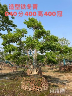 20公分红果冬青