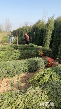 高度300厘米蜀桧