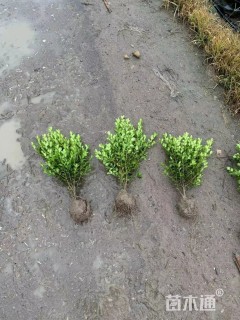 高度80厘米瓜子黄杨小苗