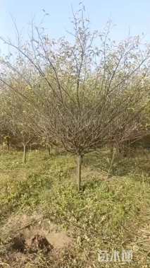 10公分骨里红梅