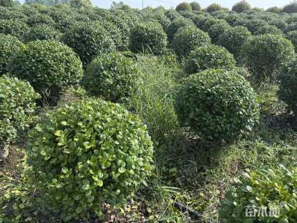 冠幅100厘米无刺枸骨球