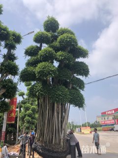 10公分小叶榕