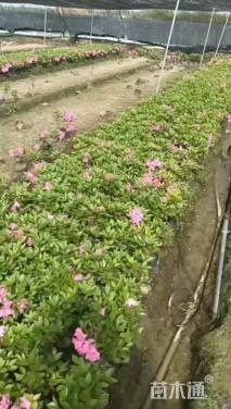 容器苗安酷杜鹃