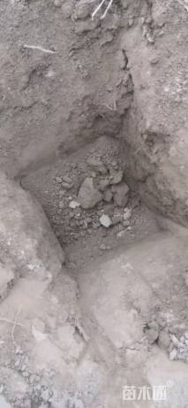 高度26厘米牡丹