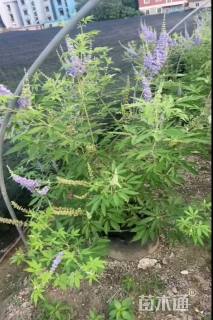 高度120厘米穗花牡荆