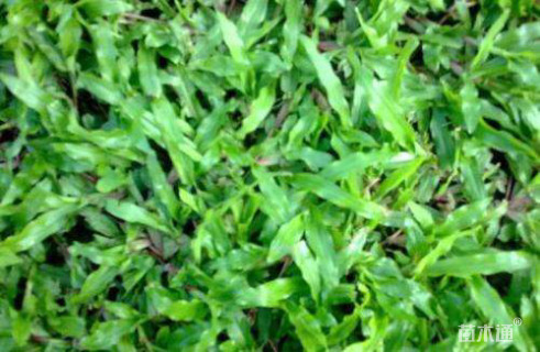 大叶油草
