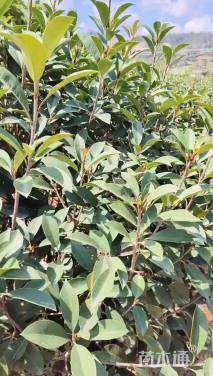 冠幅100厘米红叶石楠球