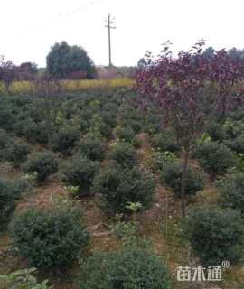 冠幅80厘米龟甲冬青球