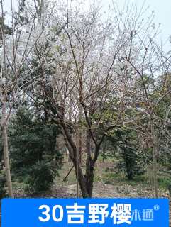 30公分染井吉野樱