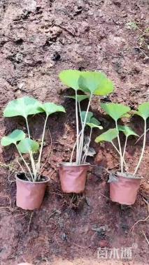 高度30厘米大吴风草