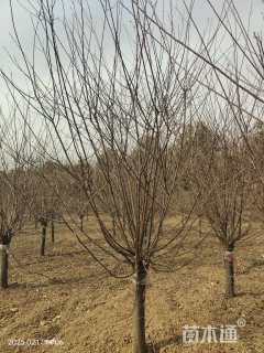 高度350厘米红叶榆叶梅