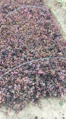 花叶络石