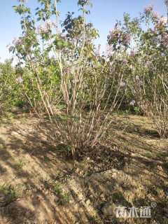 高度100厘米丛生丁香