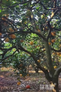 高度350厘米香橙