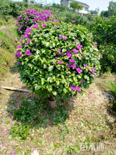 冠幅80厘米三角梅球