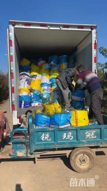 高度40厘米血草